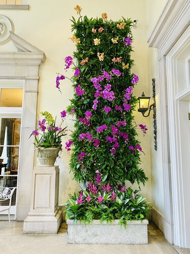 Orchids at Cheekwood 2020. Photo by Brandy Medders. Photo courtesy of Cheekwood Estate & Gardens.