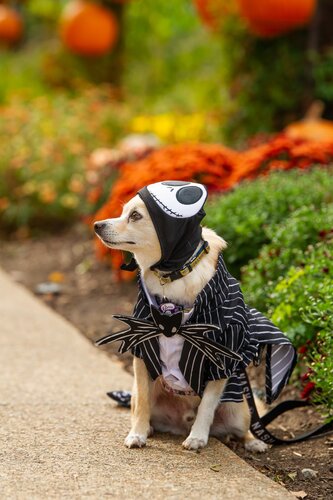 Photo by Diana Rosales. Courtesy of Cheekwood Estate & Gardens.