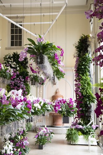 Orchids at Cheekwood 2023. Photo by Caitlin Harris. Photo courtesy of Cheekwood Estate & Gardens.