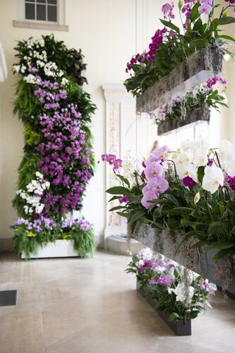 Orchids at Cheekwood 2023. Photo by Caitlin Harris. Photo courtesy of Cheekwood Estate & Gardens.