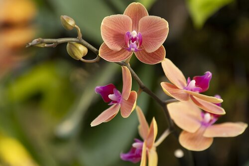 Orchids at Cheekwood 2024. Photo by Caitlin Harris. Photo courtesy of Cheekwood Estate & Gardens.