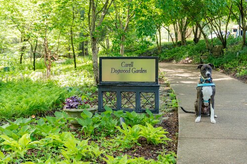 Dogs and Dogwoods 2024. Photo by Diana Rosales. Photo courtesy of Cheekwood Estate & Gardens.
