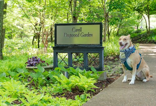 Dogs and Dogwoods. Photo by Diana Rosales. Photo courtesy of Cheekwood Estate & Gardens.