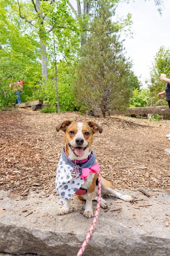 Dogs and Dogwoods 2024. Photo by Diana Rosales. Photo courtesy of Cheekwood Estate & Gardens.