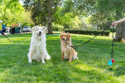 Photo by Diana Rosales. Courtesy of Cheekwood Estate & Gardens.