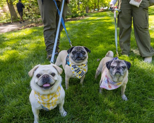 Photo by Howard Ezell. Courtesy of Cheekwood Estate & Gardens.