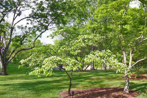 Photo by Howard Ezell. Courtesy of Cheekwood Estate & Gardens.