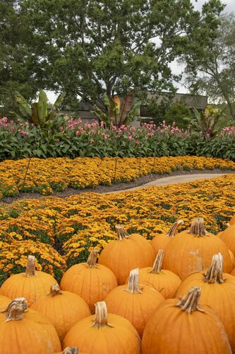 Photo by Caitlin Harris. Courtesy of Cheekwood Estate & Gardens.