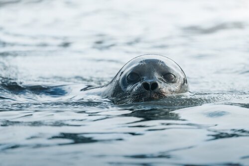 Seal in water Secret Atlas