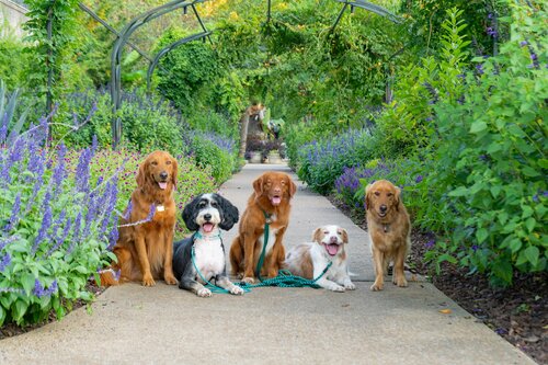 Dog Nights of Summer 2024. Photo by Diana Rosales. Courtesy of Cheekwood Estate & Gardens.