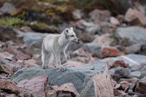 Arctic fox on rocks Secret Atlas