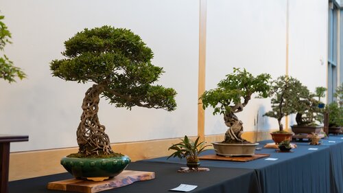 Photo by Diana Rosales. Courtesy of Cheekwood Estate & Gardens.