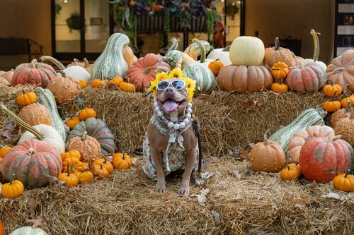 Halloween Pooch Party 2024. Photo by Diana Rosales. Courtesy of Cheekwood Estate & Gardens.