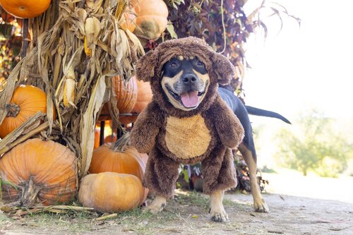 Halloween Pooch Party 2024. Photo by Penny Adams, Williamson County Animal Center. Courtesy of Cheekwood Estate & Gardens.