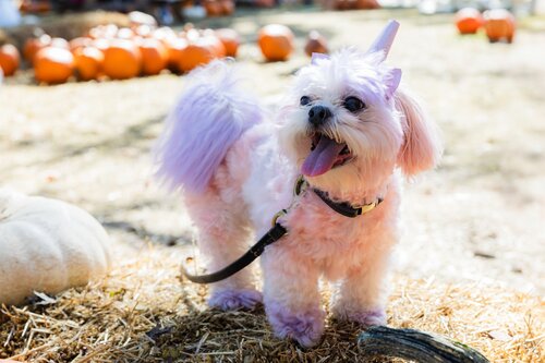 Photo by Elle Danielle. Courtesy of Cheekwood Estate & Gardens.
