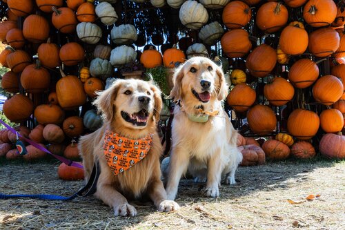 Halloween Pooch Party 2024. Photo by Elle Danielle. Courtesy of Cheekwood Estate & Gardens.