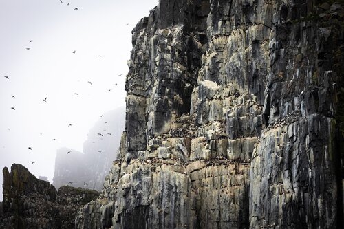 Svalbard summer bird cliff Secret Atlas