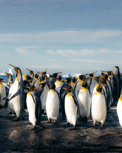 Detailed photo of a group of King Penguins in South Georgia