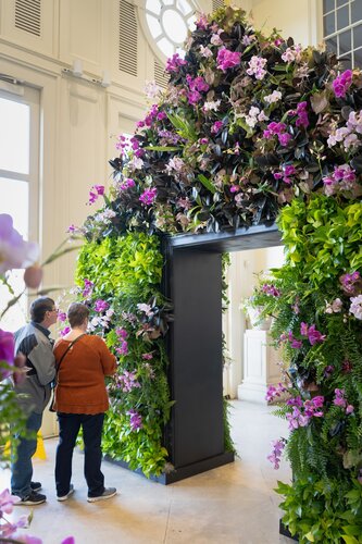 Orchids at Cheekwood 2024. Photo by Diana Rosales. Photo courtesy of Cheekwood Estate & Gardens.