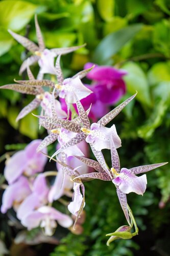 Orchids at Cheekwood 2024. Photo by Diana Rosales. Photo courtesy of Cheekwood Estate & Gardens.