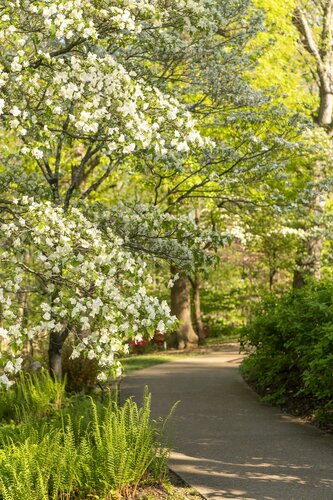 Dogs and Dogwoods. Photo by Caitlin Harris. Photo courtesy of Cheekwood Estate & Gardens.