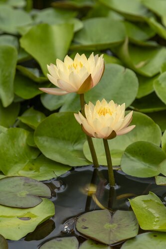 Photo by Caitlin Harris. Courtesy of Cheekwood Estate & Gardens.