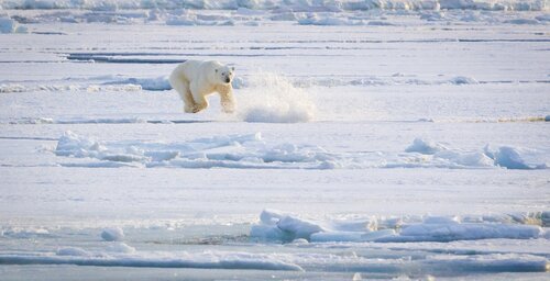 Photos of Landscape and Wildlife