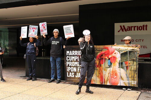 Español:

Igualdad Animal realizó protestas en Ciudad de México para exigir a la empresa Marriott cumplir su compromiso de eliminar las jaulas en su cadena de suministro de huevo.

English:

Animal Equality conducted protests in Mexico City to demand that Marriott fulfill its commitment to eliminate cages in its egg supply chain.
