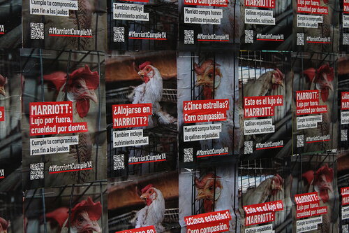 Español:

Igualdad Animal realizó protestas en Ciudad de México para exigir a la empresa Marriott cumplir su compromiso de eliminar las jaulas en su cadena de suministro de huevo.

English:

Animal Equality conducted protests in Mexico City to demand that Marriott fulfill its commitment to eliminate cages in its egg supply chain.