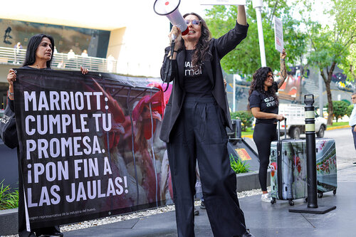 🇪🇸 Español
Hoy, 16 de julio, estuvimos protestando frente a The Westin Guadalajara, parte de Marriott, porque siguen usando huevo de gallinas enjauladas, a pesar de prometer desde hace más de 6 años que dejarían de hacerlo.
Las gallinas enjauladas viven confinadas sin poder abrir las alas, caminar o expresar sus comportamientos naturales.
Marriott prometió públicamente dejar de apoyar esta práctica cruel, pero no ha cumplido su palabra.
Exigimos coherencia y acciones reales.

🇬🇧 English
Today, July 16, we protested outside The Westin Guadalajara, part of Marriott, because they continue to use eggs from caged hens, despite publicly promising over six years ago to stop doing so.
Caged hens live in confinement, unable to spread their wings, walk, or express their natural behaviors.
Marriott made a public commitment to end this cruel practice but has failed to follow through.
We demand consistency and real action.

🇩🇪 Deutsch
Heute, am 16. Juli, haben wir vor dem Westin Guadalajara, einem Hotel der Marriott-Kette, protestiert, weil sie weiterhin Eier von Käfighennen verwenden – obwohl sie bereits vor über sechs Jahren öffentlich versprochen haben, damit aufzuhören.
Käfighennen leben eingesperrt, ohne ihre Flügel ausbreiten, laufen oder ihr natürliches Verhalten zeigen zu können.
Marriott hat öffentlich versprochen, diese grausame Praxis zu beenden, aber das Versprechen nicht eingehalten.
Wir fordern Konsequenz und echte Maßnahmen.

🇧🇷 Português
Hoje, 16 de julho, protestamos em frente ao The Westin Guadalajara, parte da rede Marriott, porque eles continuam usando ovos de galinhas confinadas, mesmo tendo prometido publicamente há mais de seis anos que deixariam de fazê-lo.
As galinhas em gaiolas vivem presas, sem poder abrir as asas, caminhar ou expressar seus comportamentos naturais.
A Marriott se comprometeu publicamente a acabar com essa prática cruel, mas não cumpriu sua promessa.
Exigimos coerência e ações concretas.

🇮🇹 Italiano
Oggi, 16 luglio, abbiamo protestato davanti al The Westin Guadalajara, parte della catena Marriott, perché continuano a usare uova da galline in gabbia, nonostante abbiano promesso pubblicamente più di sei anni fa di smettere.
Le galline in gabbia vivono confinate, senza poter aprire le ali, camminare o esprimere i loro comportamenti naturali.
Marriott ha promesso di porre fine a questa pratica crudele, ma non ha mantenuto la parola data.
Chiediamo coerenza e azioni concrete.