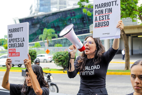 🇪🇸 Español
Hoy, 16 de julio, estuvimos protestando frente a The Westin Guadalajara, parte de Marriott, porque siguen usando huevo de gallinas enjauladas, a pesar de prometer desde hace más de 6 años que dejarían de hacerlo.
Las gallinas enjauladas viven confinadas sin poder abrir las alas, caminar o expresar sus comportamientos naturales.
Marriott prometió públicamente dejar de apoyar esta práctica cruel, pero no ha cumplido su palabra.
Exigimos coherencia y acciones reales.

🇬🇧 English
Today, July 16, we protested outside The Westin Guadalajara, part of Marriott, because they continue to use eggs from caged hens, despite publicly promising over six years ago to stop doing so.
Caged hens live in confinement, unable to spread their wings, walk, or express their natural behaviors.
Marriott made a public commitment to end this cruel practice but has failed to follow through.
We demand consistency and real action.

🇩🇪 Deutsch
Heute, am 16. Juli, haben wir vor dem Westin Guadalajara, einem Hotel der Marriott-Kette, protestiert, weil sie weiterhin Eier von Käfighennen verwenden – obwohl sie bereits vor über sechs Jahren öffentlich versprochen haben, damit aufzuhören.
Käfighennen leben eingesperrt, ohne ihre Flügel ausbreiten, laufen oder ihr natürliches Verhalten zeigen zu können.
Marriott hat öffentlich versprochen, diese grausame Praxis zu beenden, aber das Versprechen nicht eingehalten.
Wir fordern Konsequenz und echte Maßnahmen.

🇧🇷 Português
Hoje, 16 de julho, protestamos em frente ao The Westin Guadalajara, parte da rede Marriott, porque eles continuam usando ovos de galinhas confinadas, mesmo tendo prometido publicamente há mais de seis anos que deixariam de fazê-lo.
As galinhas em gaiolas vivem presas, sem poder abrir as asas, caminhar ou expressar seus comportamentos naturais.
A Marriott se comprometeu publicamente a acabar com essa prática cruel, mas não cumpriu sua promessa.
Exigimos coerência e ações concretas.

🇮🇹 Italiano
Oggi, 16 luglio, abbiamo protestato davanti al The Westin Guadalajara, parte della catena Marriott, perché continuano a usare uova da galline in gabbia, nonostante abbiano promesso pubblicamente più di sei anni fa di smettere.
Le galline in gabbia vivono confinate, senza poter aprire le ali, camminare o esprimere i loro comportamenti naturali.
Marriott ha promesso di porre fine a questa pratica crudele, ma non ha mantenuto la parola data.
Chiediamo coerenza e azioni concrete.