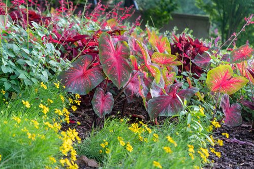 Photo by Diana Rosales. Courtesy of Cheekwood Estate & Gardens.