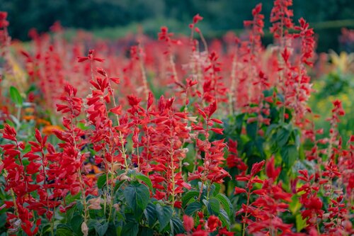 Photo by Diana Rosales. Courtesy of Cheekwood Estate & Gardens.