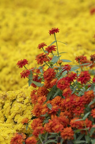 Photo by Caitlin Harris. Courtesy of Cheekwood Estate & Gardens.