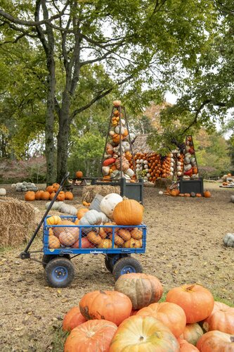 Photo by Caitlin Harris. Courtesy of Cheekwood Estate & Gardens.