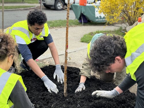 Capital Roots is planting hundreds of urban trees across the Capital Region to create healthier, cooler, and more resilient neighborhoods. With support from local partners and students, these plantings help improve air and water quality while inspiring the next generation of environmental stewards. For decades, Capital Roots has been transforming our communities through urban greening, and student involvement ensures this impact continues to grow for years to come.