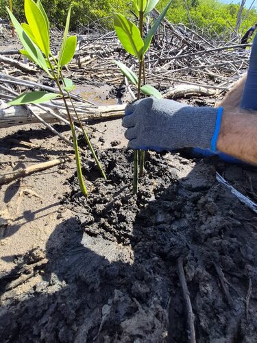 Surfrider Puerto Rico - April 22nd with University of Puerto Rico
50 Mangroves Planted with students at the Reserva Natural Comunitaria Mabodamaca, Isabela