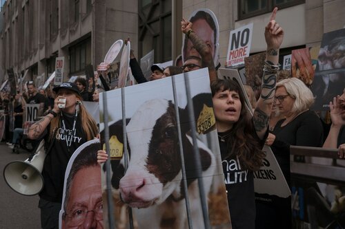 More than 300 animal rights activists protest in Brussells 

Credit Raffaelle Petralla | Animal Equality