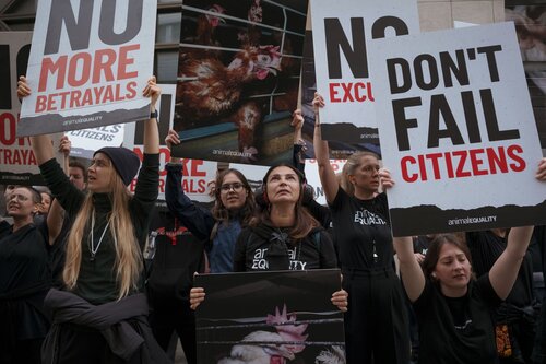 More than 300 animal rights activists protest in Brussells 

Credit Raffaelle Petralla | Animal Equality