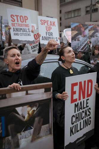 More than 300 animal rights activists protest in Brussells 

Credit Raffaelle Petralla | Animal Equality