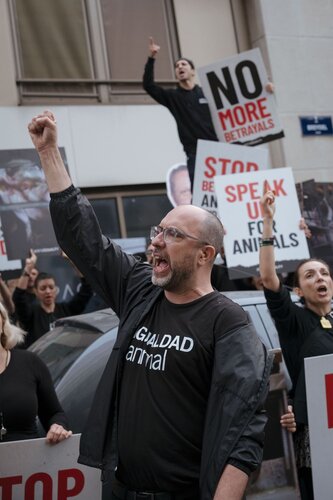 More than 300 animal rights activists protest in Brussells 

Credit Raffaelle Petralla | Animal Equality