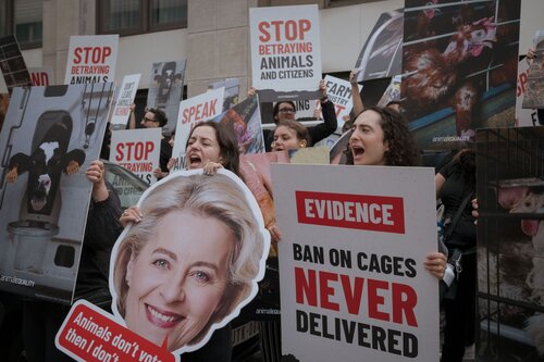 More than 300 animal rights activists protest in Brussells 

Credit Raffaelle Petralla | Animal Equality