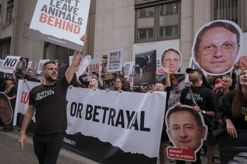 More than 300 animal rights activists protest in Brussells 

Credit Raffaelle Petralla | Animal Equality