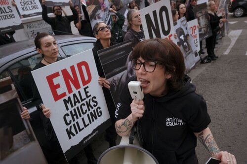 More than 300 animal rights activists protest in Brussells 

Credit Raffaelle Petralla | Animal Equality