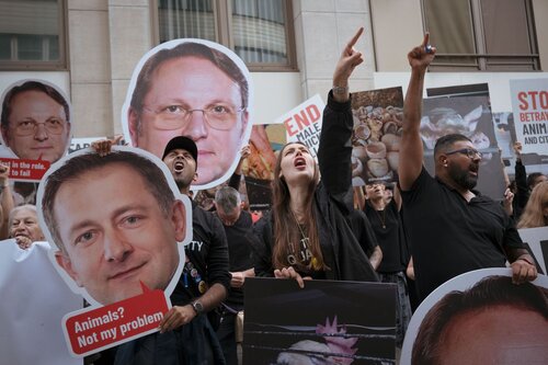 More than 300 animal rights activists protest in Brussells 

Credit Raffaelle Petralla | Animal Equality