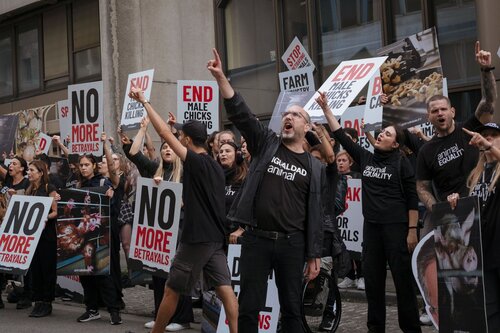 More than 300 animal rights activists protest in Brussells 

Credit Raffaelle Petralla | Animal Equality