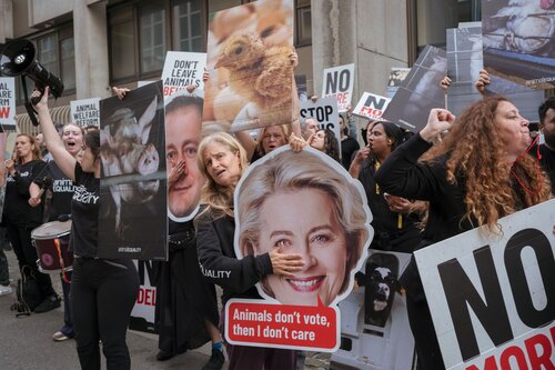 More than 300 animal rights activists protest in Brussells 

Credit Raffaelle Petralla | Animal Equality