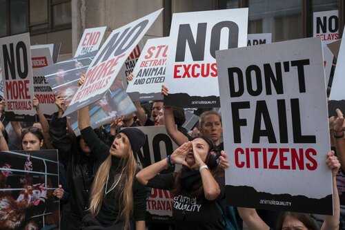 More than 300 animal rights activists protest in Brussells 

Credit Raffaelle Petralla | Animal Equality