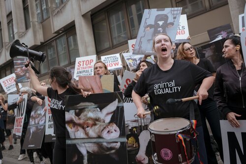 More than 300 animal rights activists protest in Brussells 

Credit Raffaelle Petralla | Animal Equality