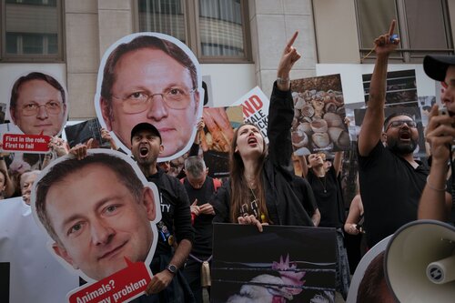 More than 300 animal rights activists protest in Brussells 

Credit Raffaelle Petralla | Animal Equality
